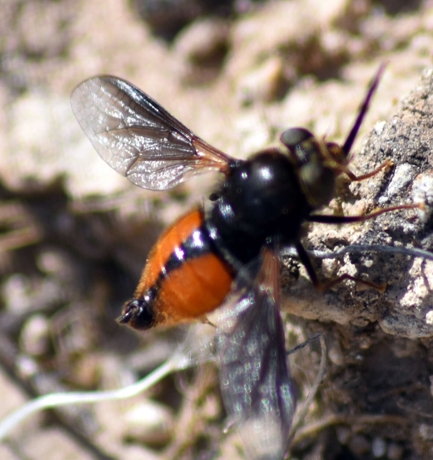 Image of Nemestrinus perezii (Dufour 1850)