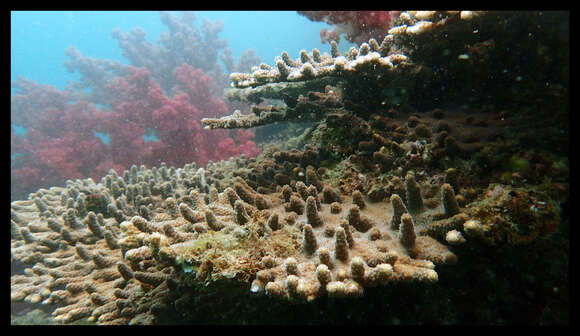 Image of Acropora solitaryensis Veron & Wallace 1984