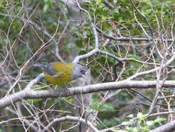 Image of Patagonian Sierra Finch