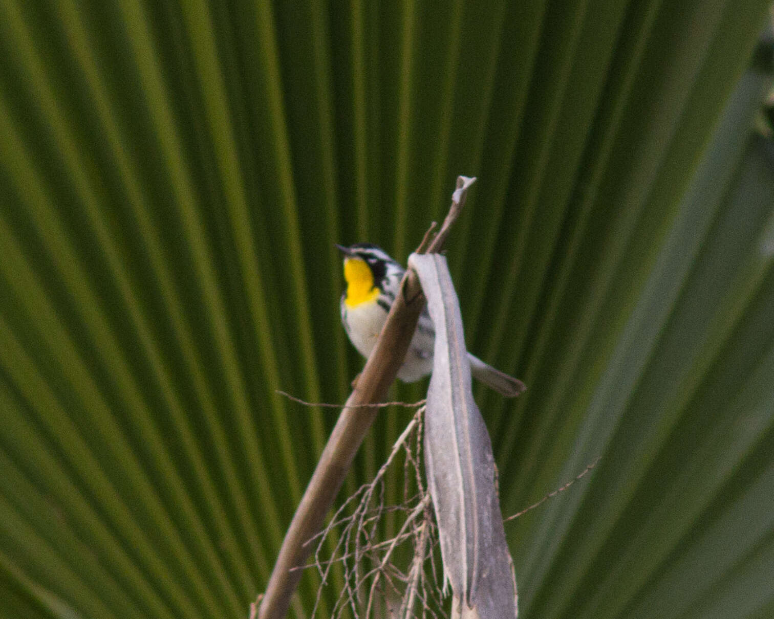 Image of Yellow-throated Warbler