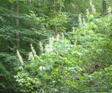 Image of bottlebrush buckeye