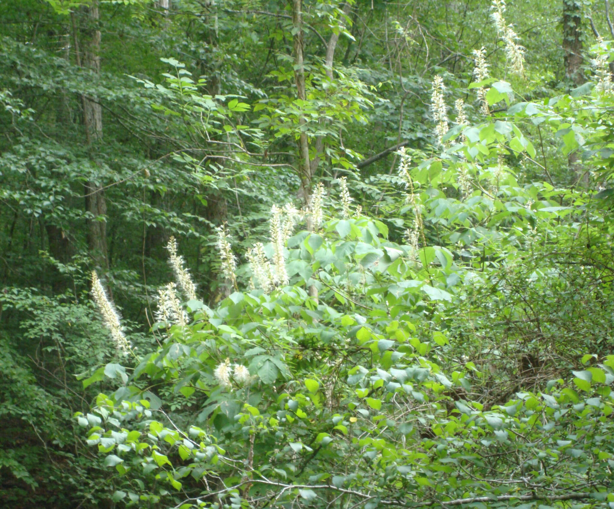 Imagem de Aesculus parviflora Walt.