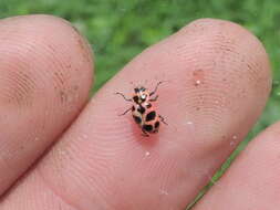 Image of Spotted Lady Beetle