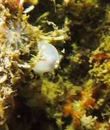 Image of Polycera tricolor Robilliard 1971