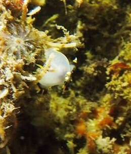 Image of Polycera tricolor Robilliard 1971