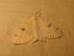 Image of Sulphur Moth