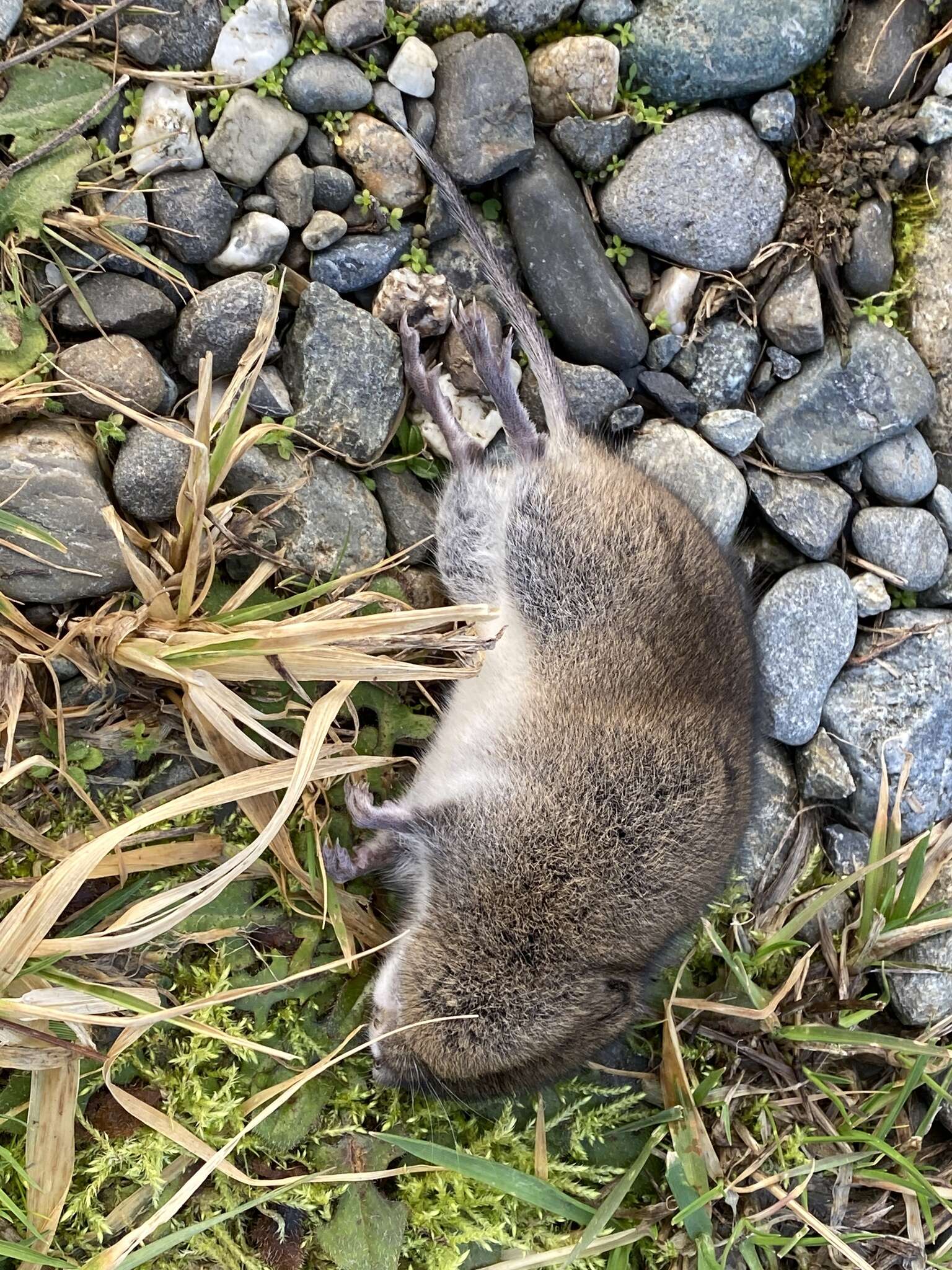 Image of long-tailed vole