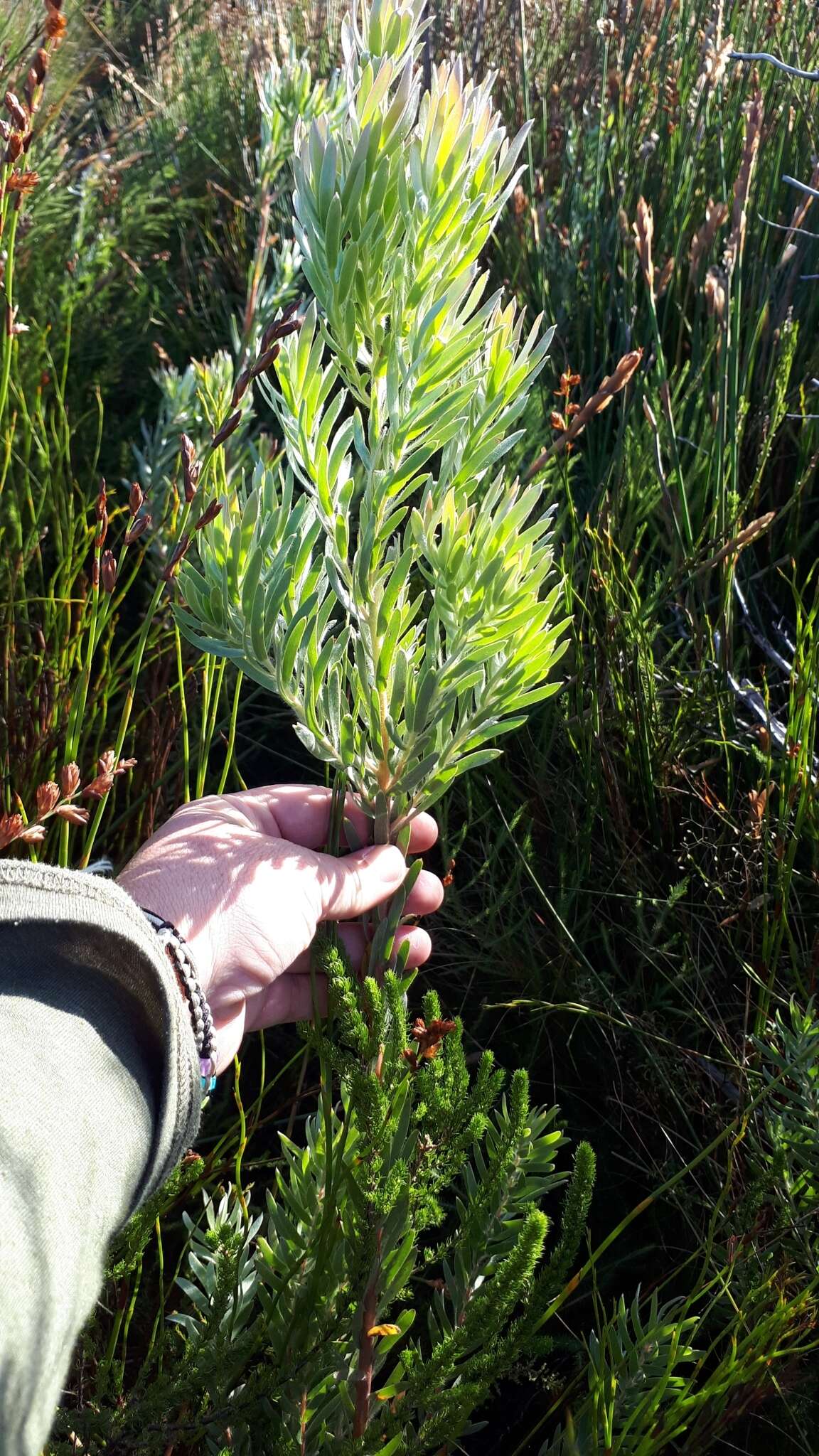 Imagem de Leucadendron floridum R. Br.