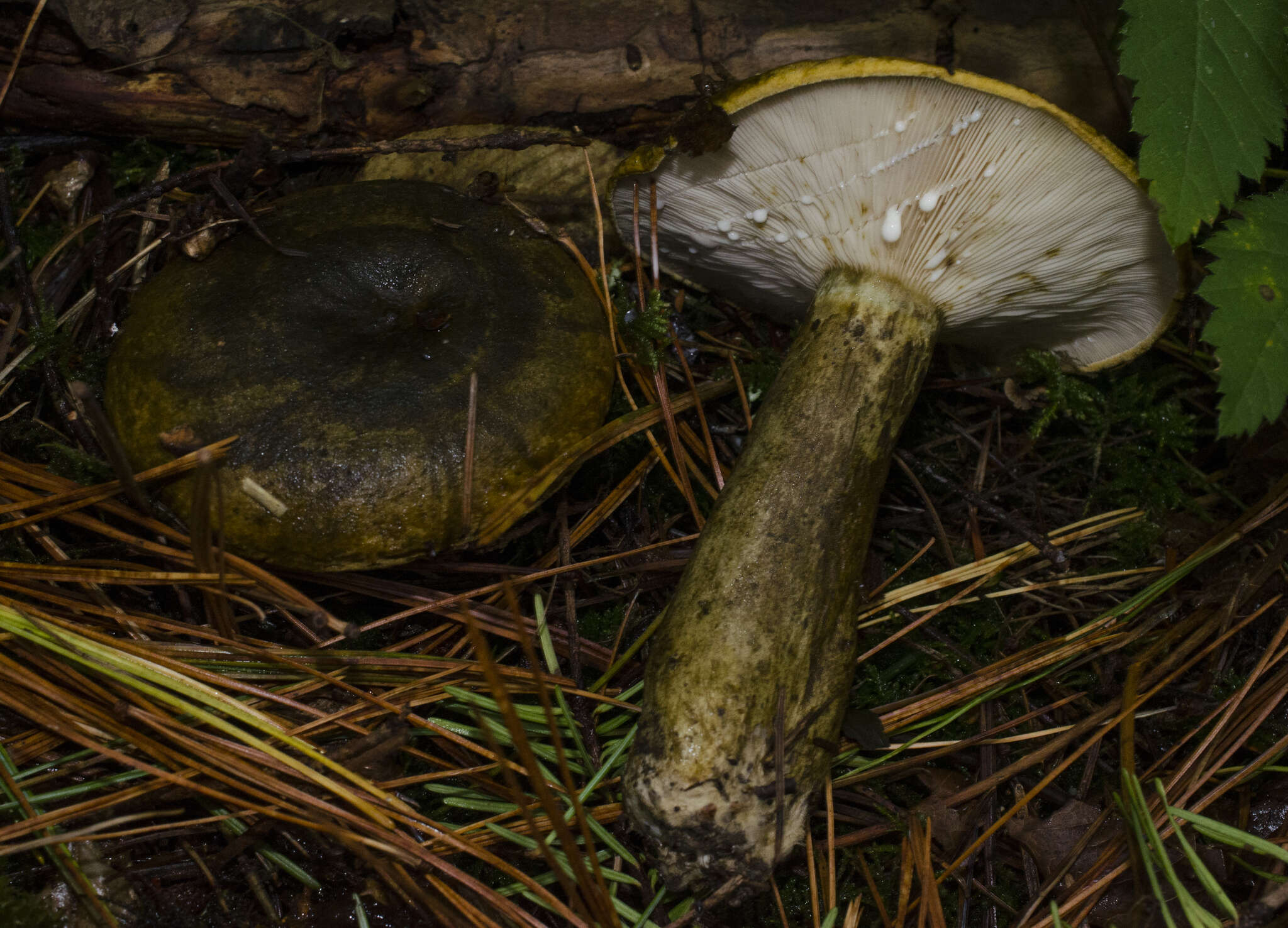 Image de Lactarius turpis (Weinm.) Fr. 1838