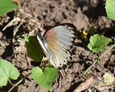 Слика од Belenois thysa (Hopffer 1855)