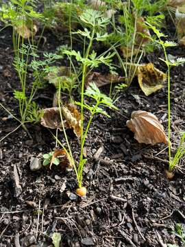 Imagem de Daucus carota subsp. sativus (Hoffm.) Schübl. & Martens