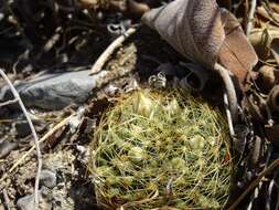 Image of Mammillaria picta Meinsh.