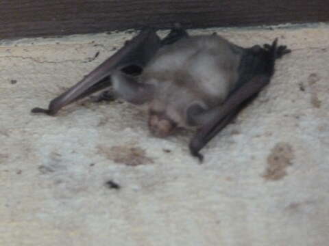 Image of pallid bat