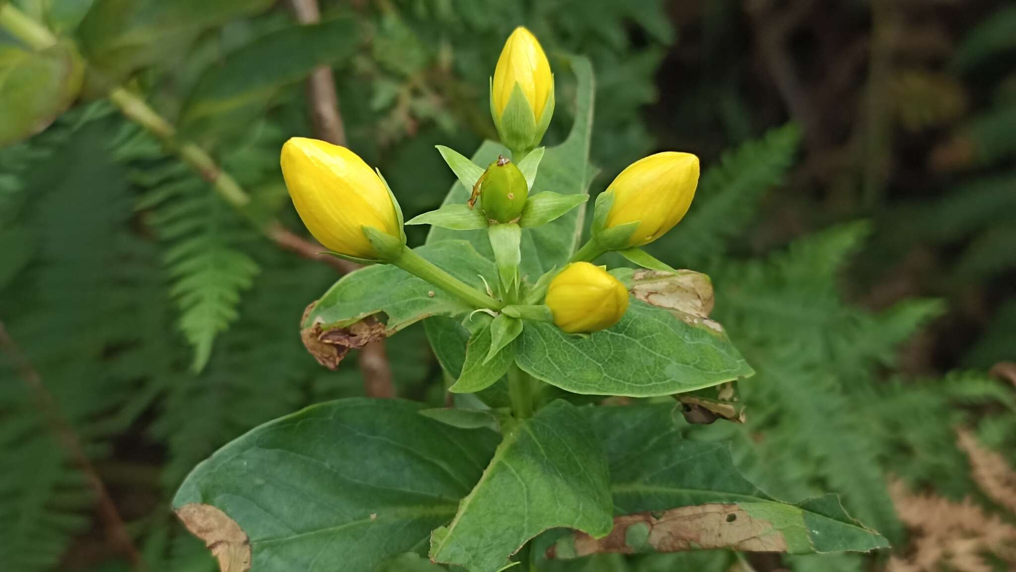 Plancia ëd Hypericum foliosum Dryand. ex Ait.