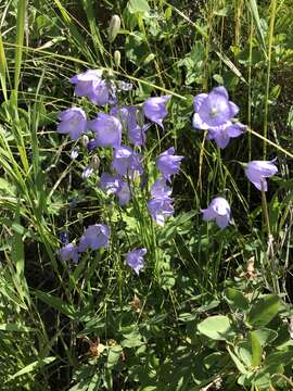 Imagem de Campanula alaskana (A. Gray) W. Wight ex J. P. Anderson