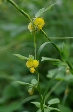 Image de Dunbaria punctata (Wight & Arn.) Benth.