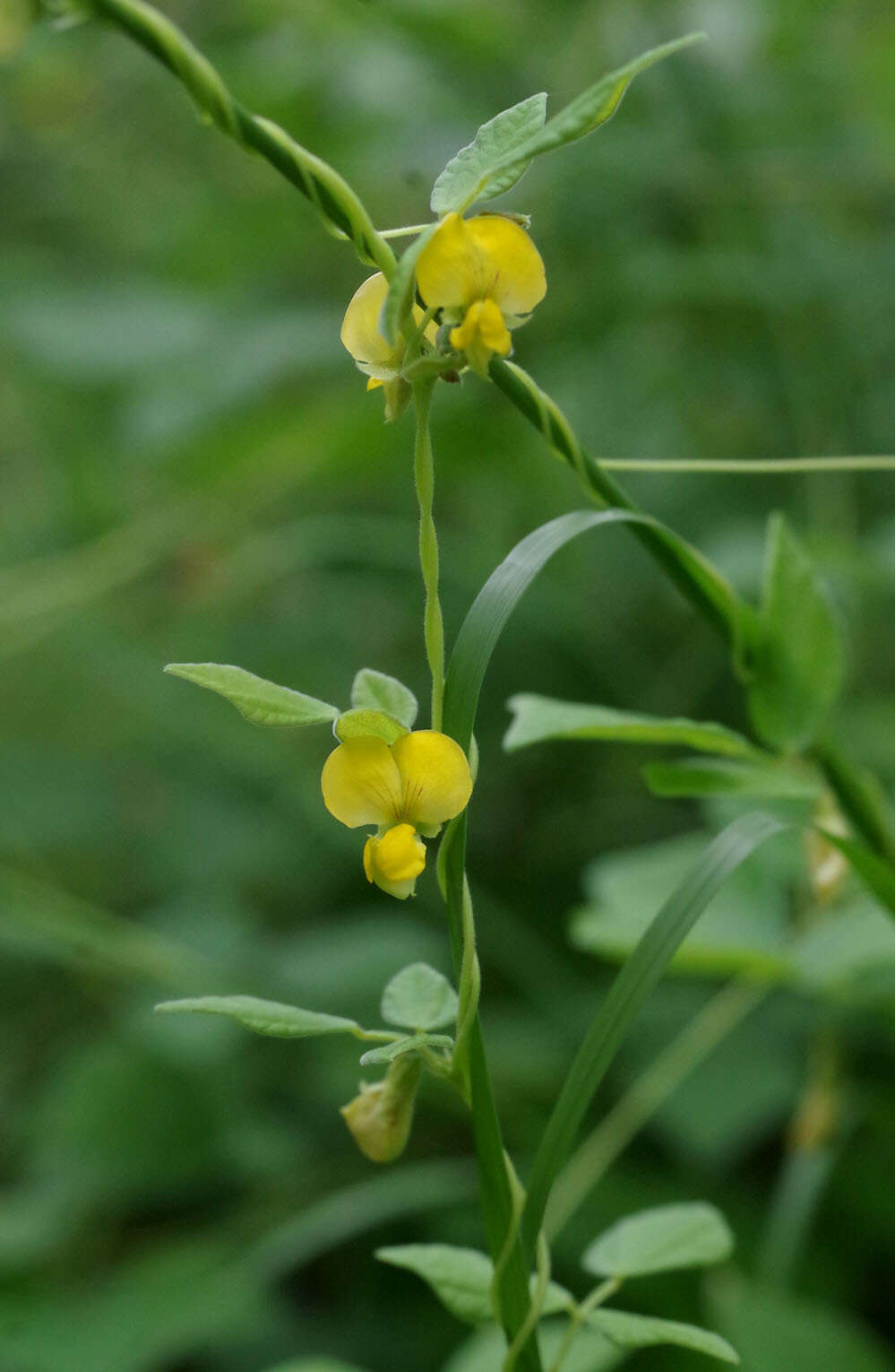 Dunbaria punctata (Wight & Arn.) Benth.的圖片