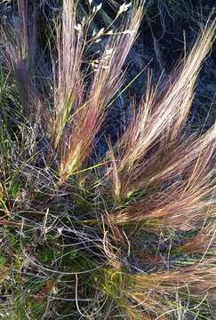 Image of Aristida spegazzinii Arechav.