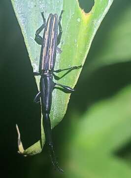 Image of Brentus approximatus Erichson 1847