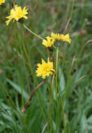 Image of Microseris lanceolata (Walp.) Sch. Bip.