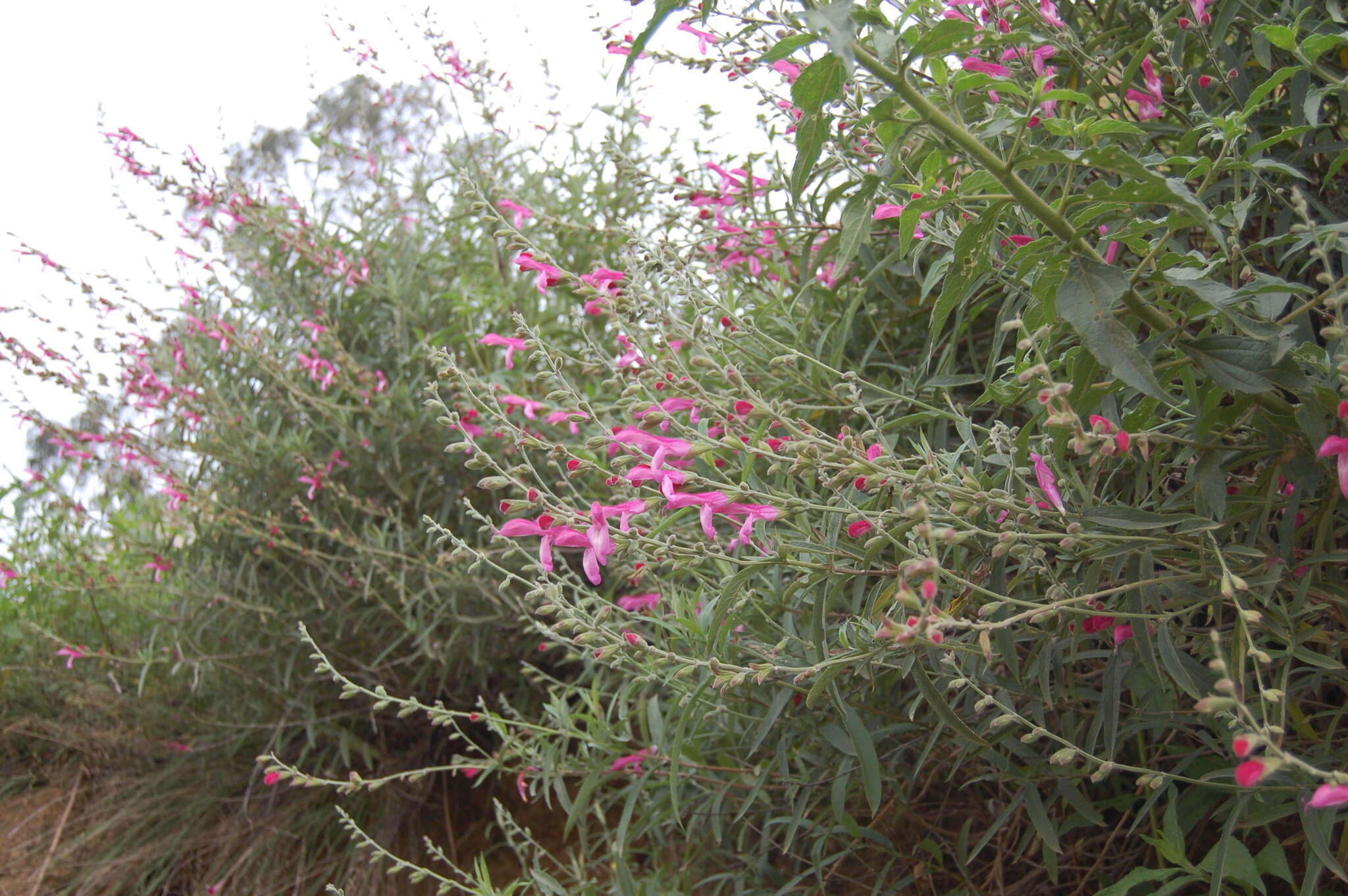 Image of Salvia orbignaei Benth.