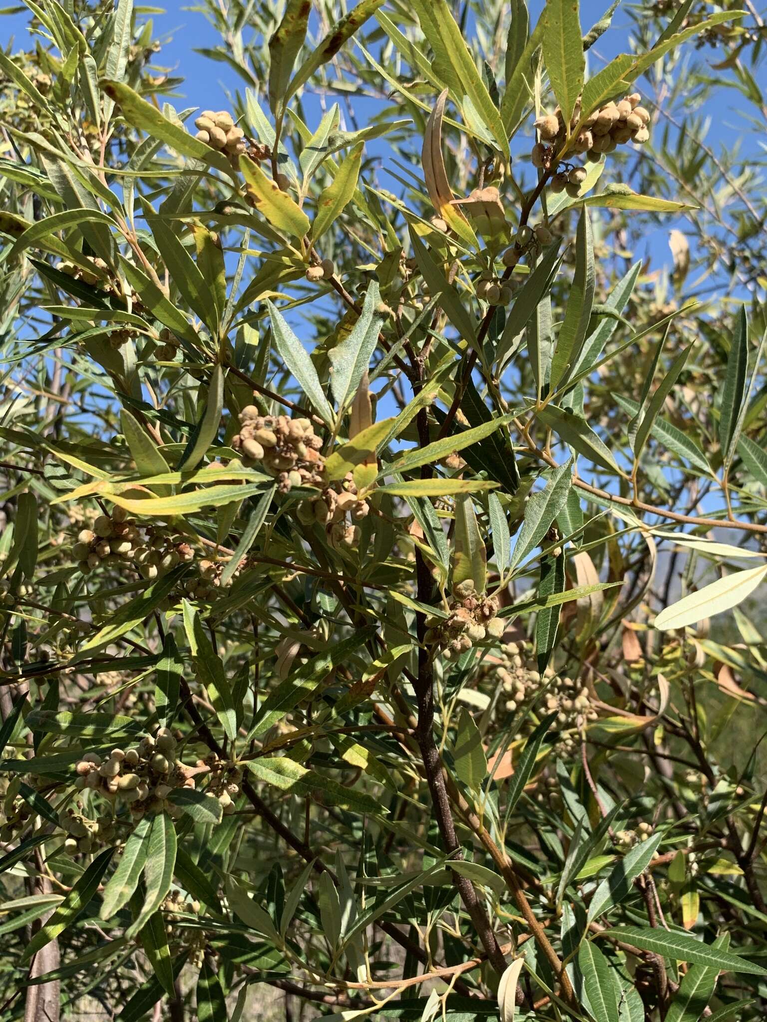 Слика од Searsia angustifolia (L.) F. A. Barkley