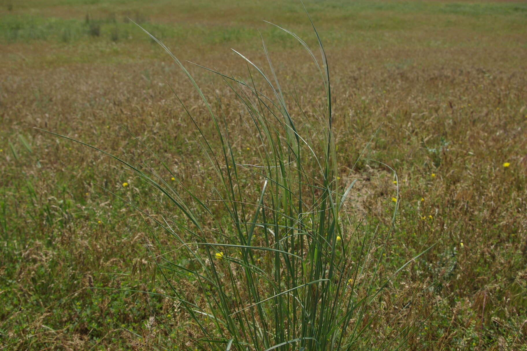 Image of Stipa arabica Trin. & Rupr.