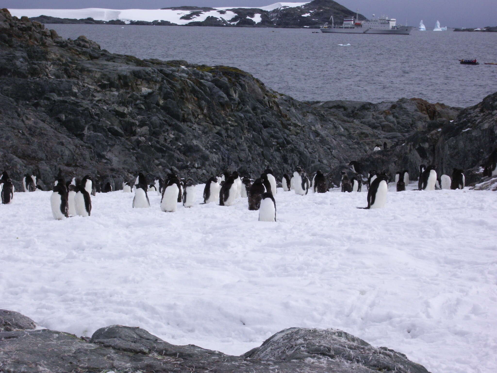 Adelie pengueni resmi