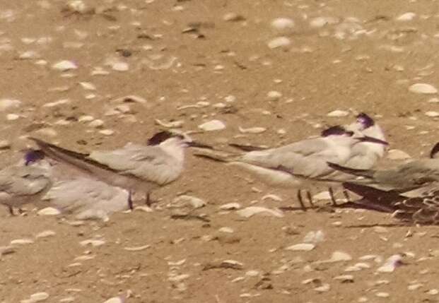 Image of Sandwich Tern