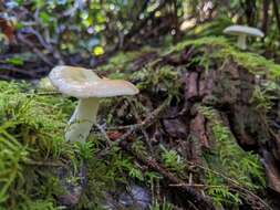 Image de Russula bicolor Burl. 1913