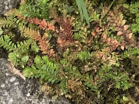 Image of Selaginella helvetica subsp. pseudonipponica (Tag.) H. M. Chang, W. L. Chiou & J. C. Wang