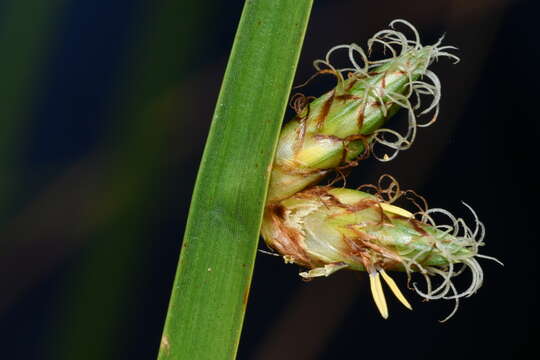 Image of Schoenoplectiella multiseta (Hayas. & C. Sato) Hayas.