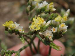 Imagem de Limonium sinense (Girard) Kuntze