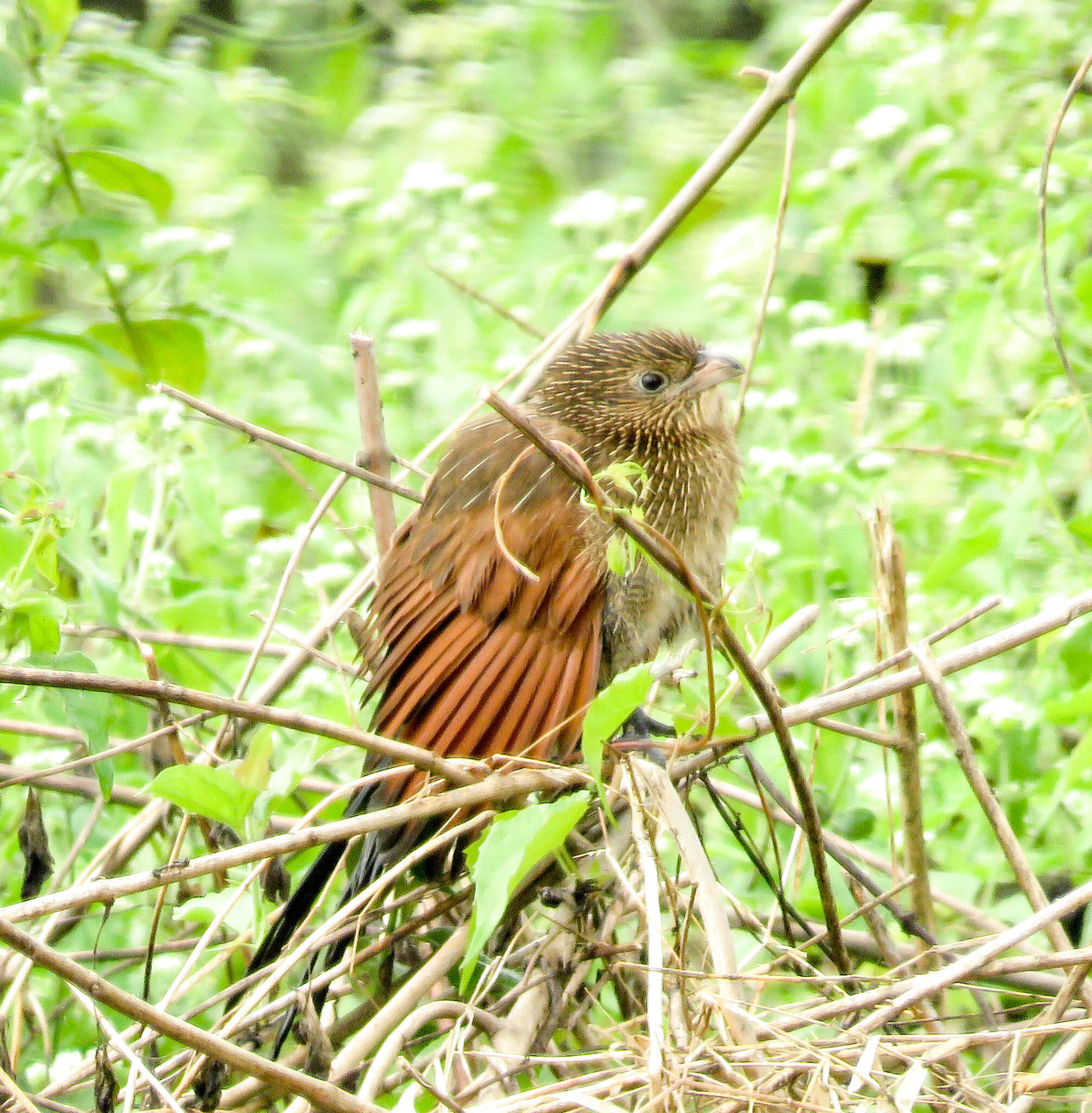 Image of Lesser Coucal