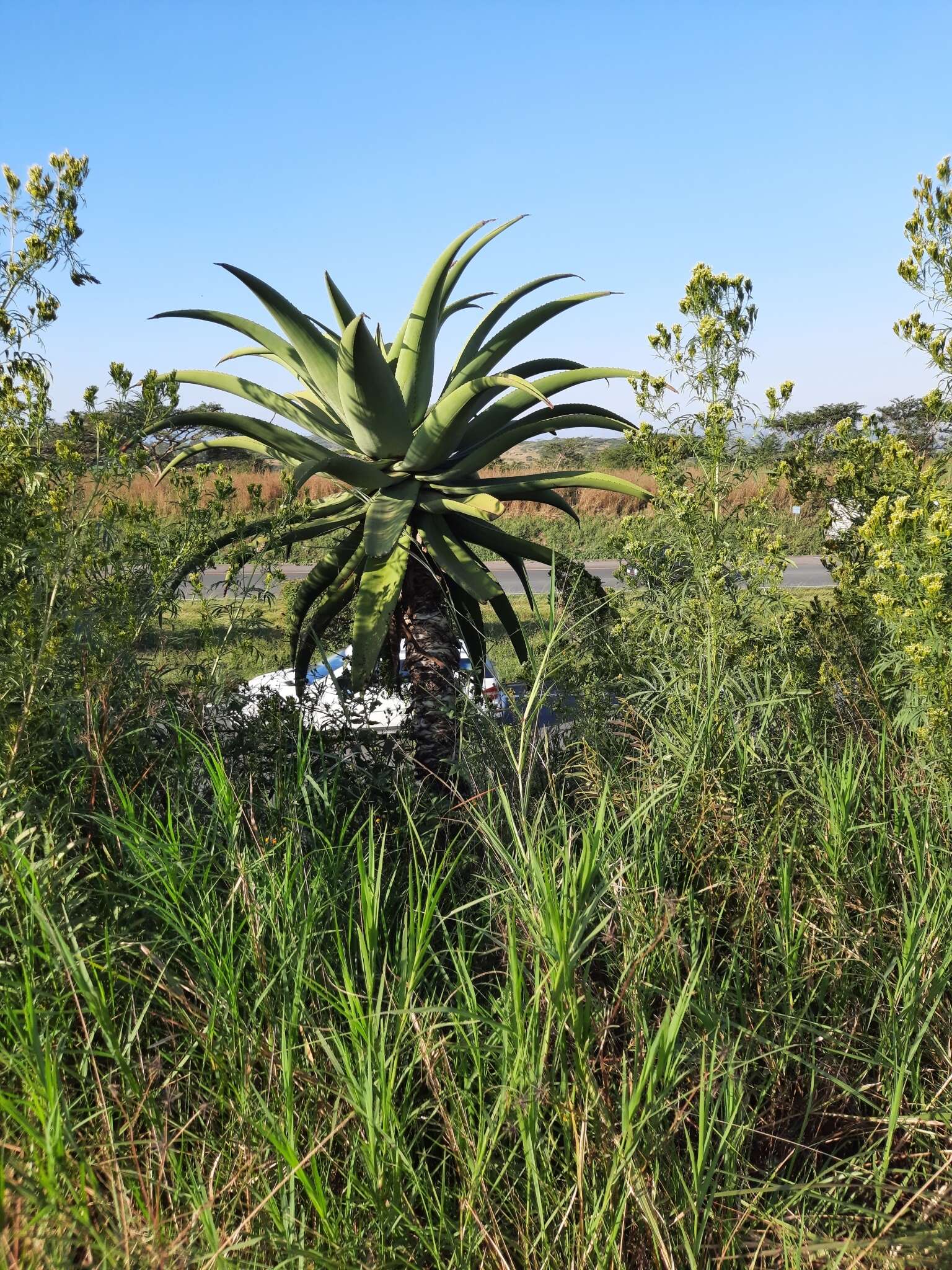 Aloe candelabrum A. Berger resmi