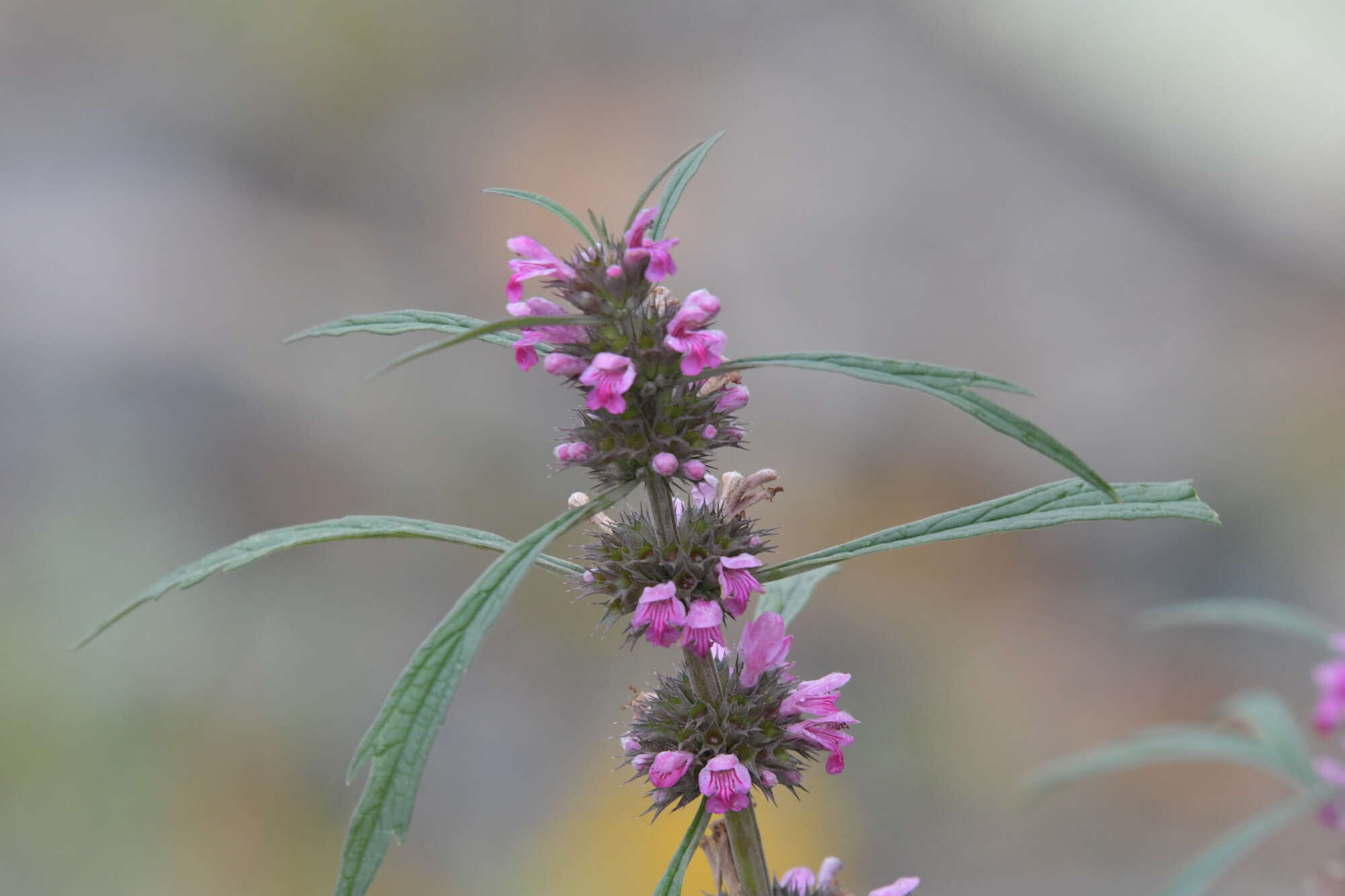 Image of honeyweed