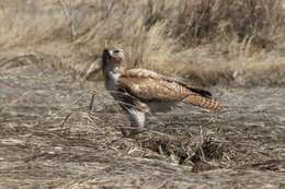 Image of Eastern Red-tailed Hawk