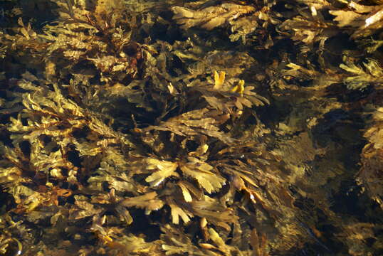 Image of toothed wrack