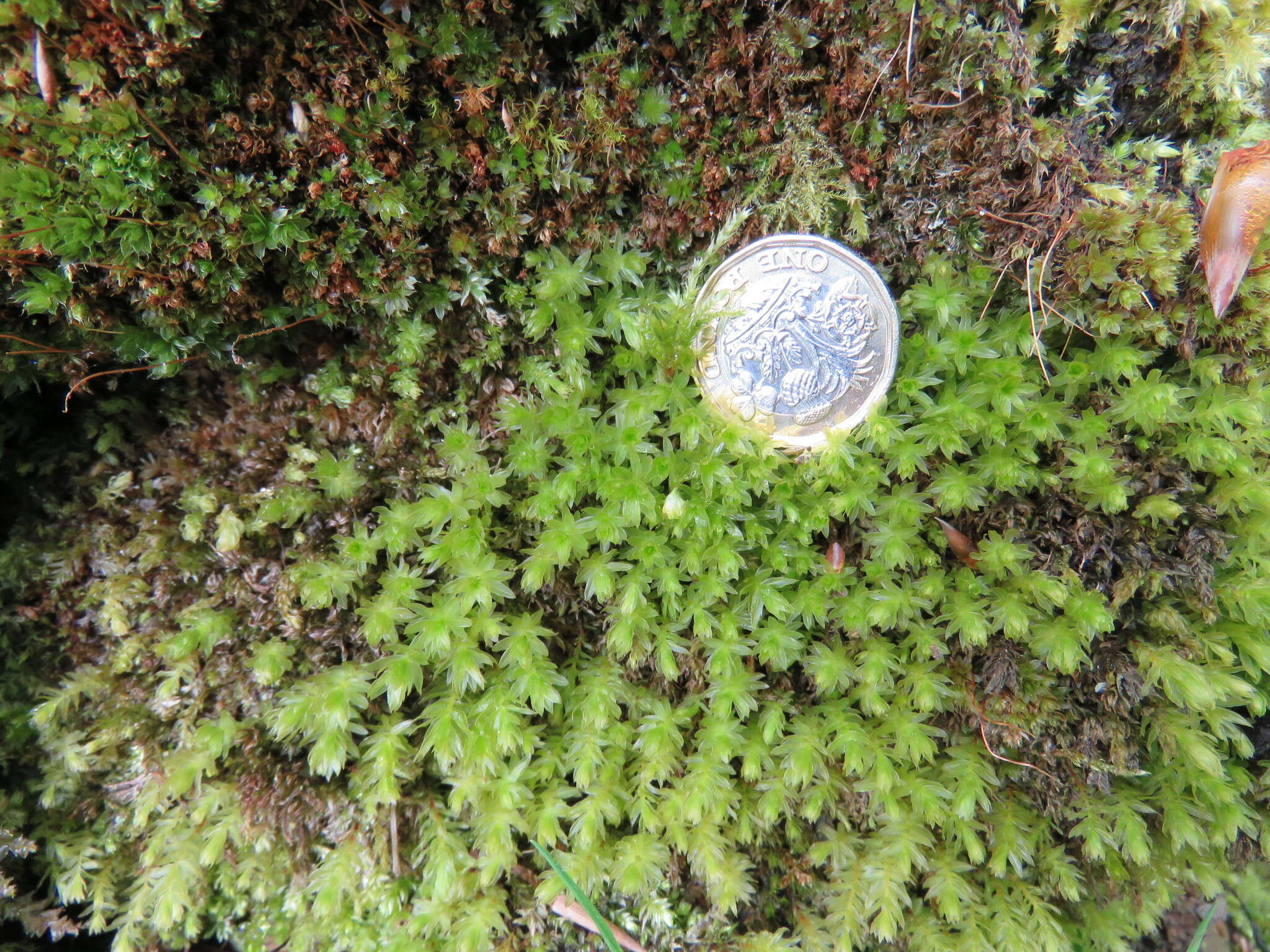 Image of horn calcareous moss