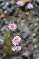 Image of Erigeron silenifolius (Turcz. ex DC.) Botsch.