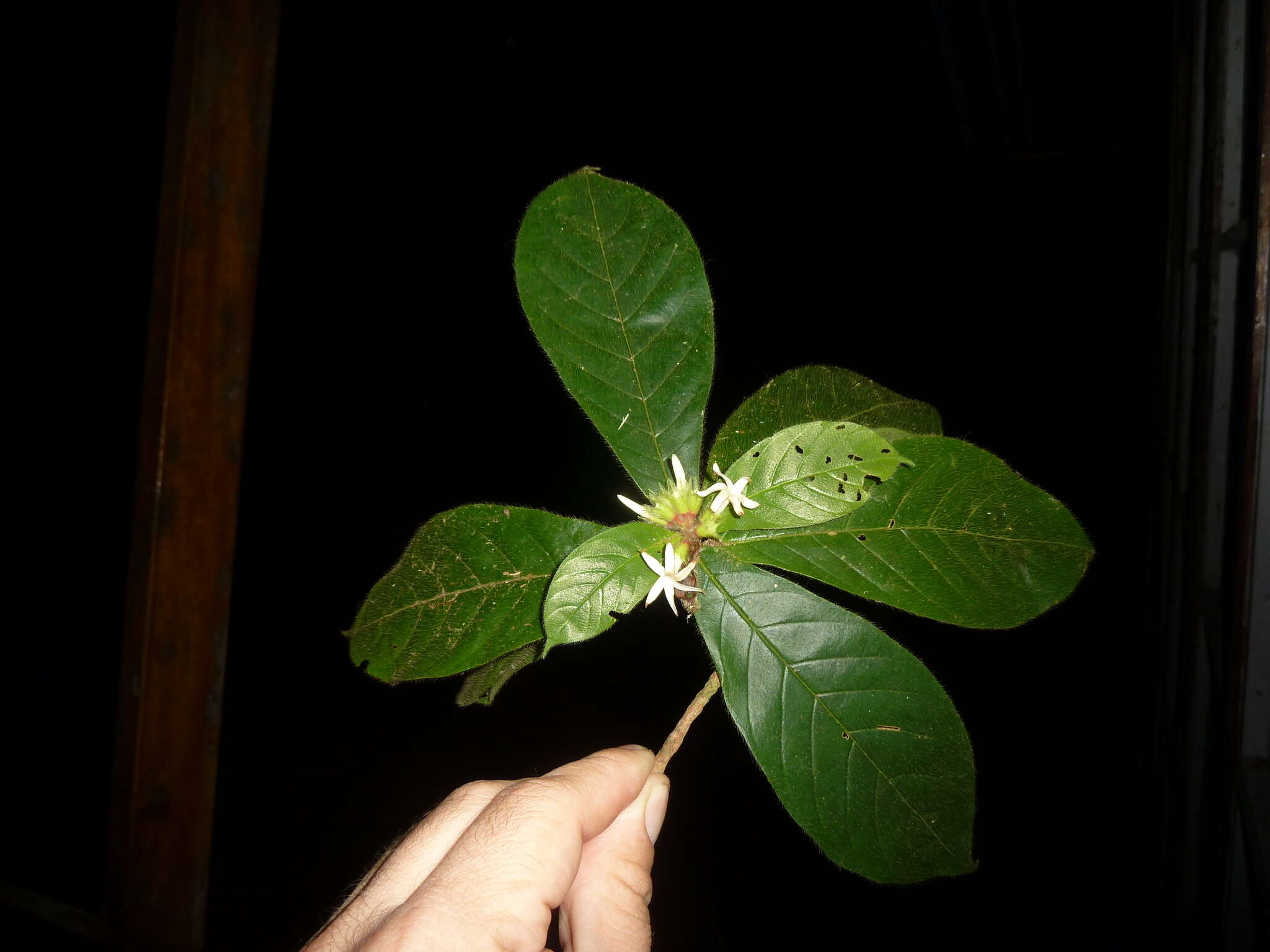 Image of Duroia costaricensis Standl.