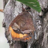 Image of Parapedaliodes parepa Hewitson 1861