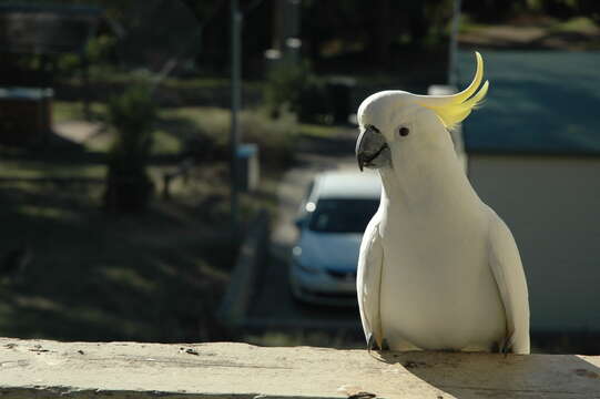 Image of Sulphur-crested Cockatoo