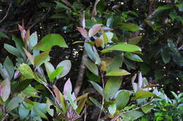 Image de <i>Syzygium kusukusuense</i>