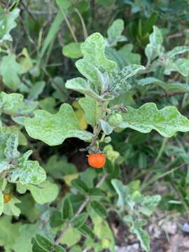 Image de Solanum catombelense Peyr.