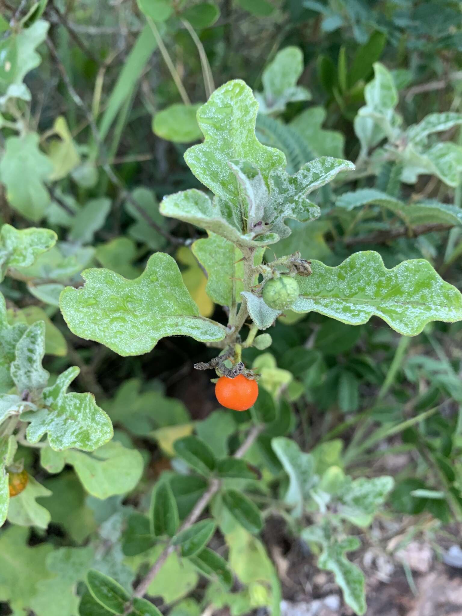 Image of Solanum catombelense Peyr.