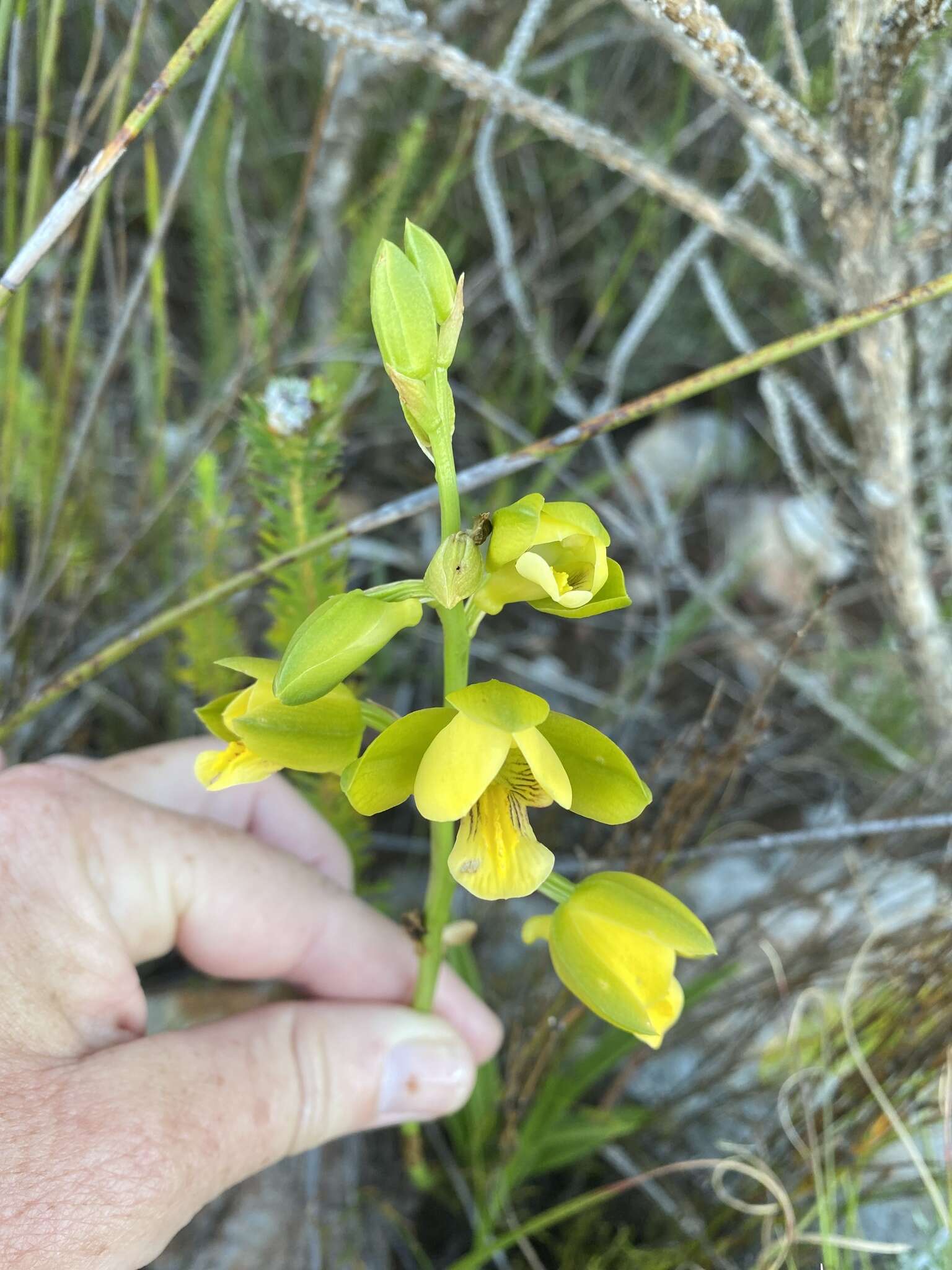 Eulophia platypetala Lindl.的圖片