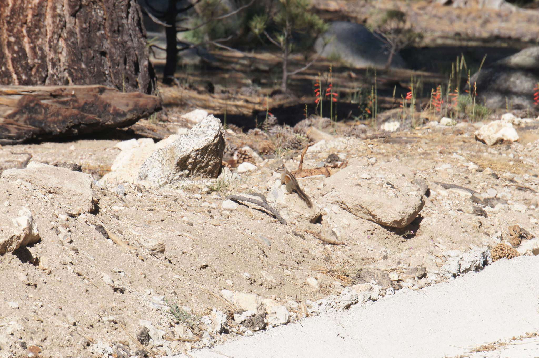 Image of California Chipmunk