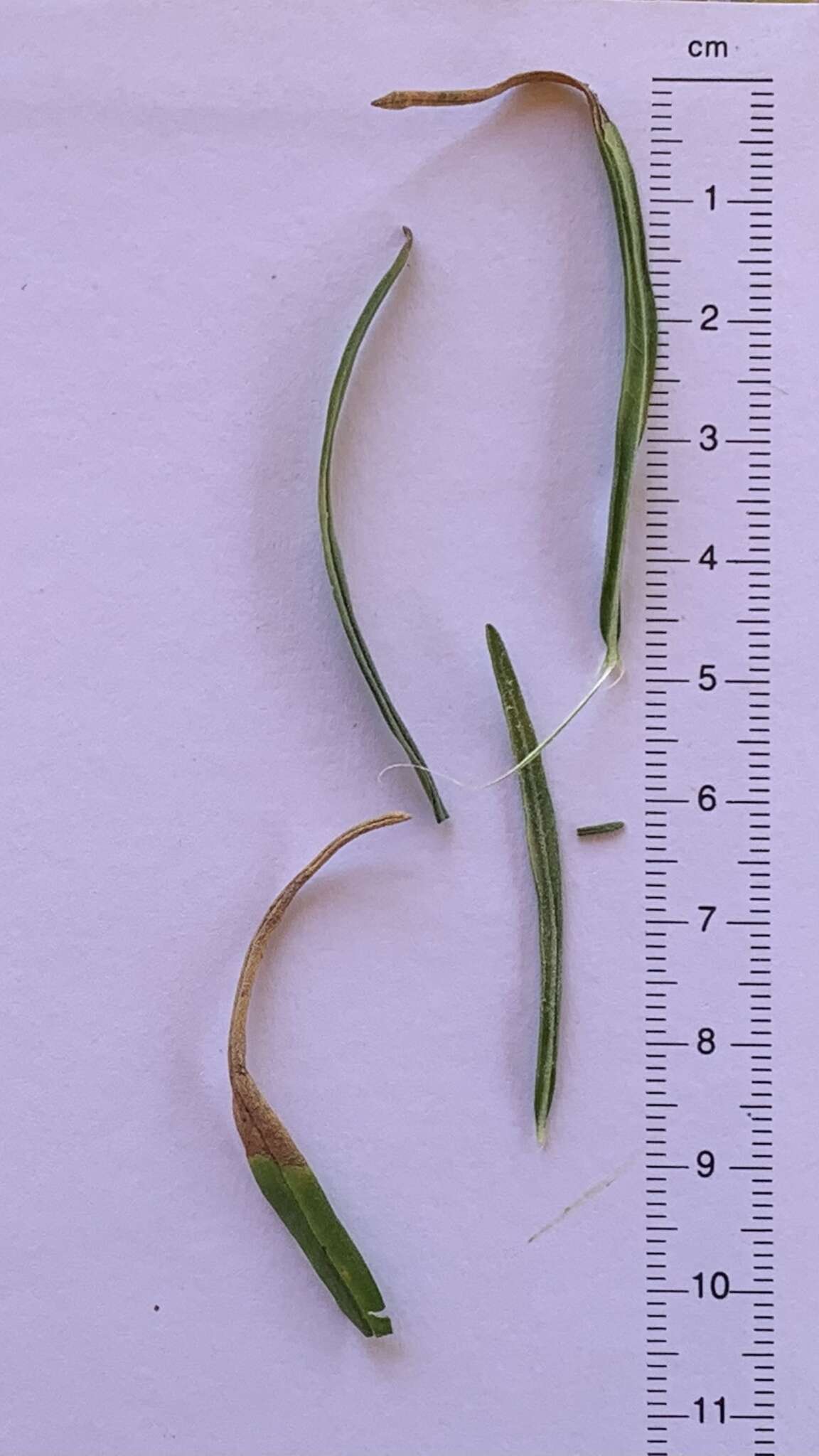 Image of Polydora angustifolia (Steetz) H. Robinson