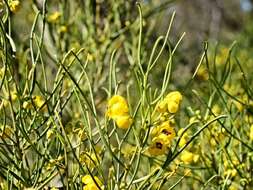 Image of Senna artemisioides subsp. filifolia